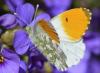Anthocharis cardamines